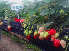 草莓生长苗