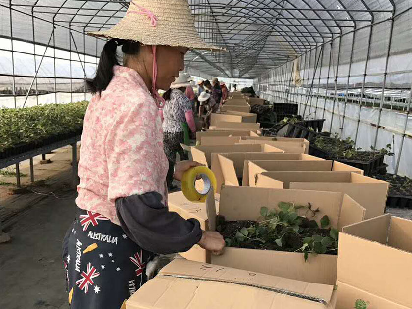 艳九天-时效化配送