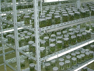 艳九天-深厚技术手把手指导种植
