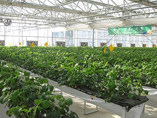 草莓苗种植园1