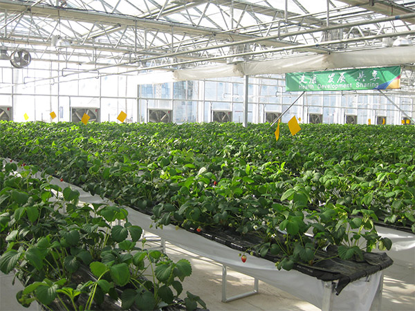 草莓苗种植园1