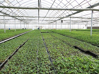 草莓苗种植园2