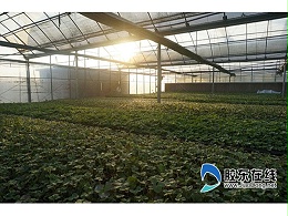 物联网推动现代农业发展 艳九天草莓园蓬勃向上