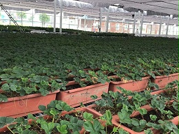 伏天高温潮湿，草莓育苗如何避开“中暑”危害安然度过？