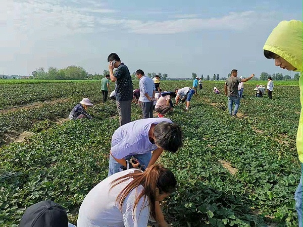 裸根苗陆地苗考察