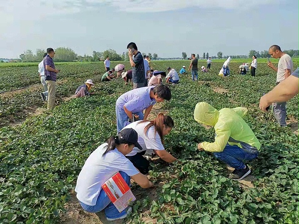 红颜裸根苗陆地苗