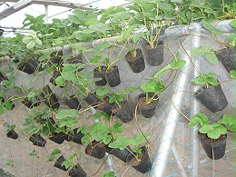 盆栽草莓苗和盆栽草莓的种植方法！