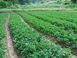 草莓花果期培养需要注意的事项？