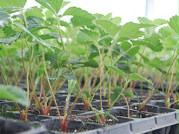 红颜草莓苗种植需要注意哪些事项？