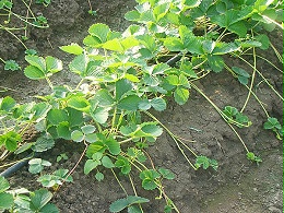 草莓种植者该如何选择草莓品种？