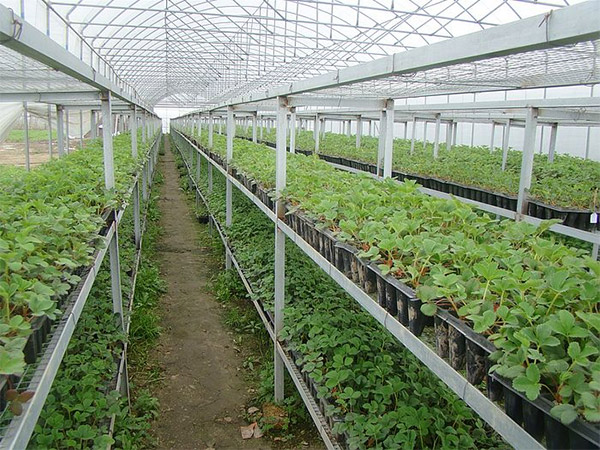 0基础0经验草莓种植、艳九天全程技术支持！