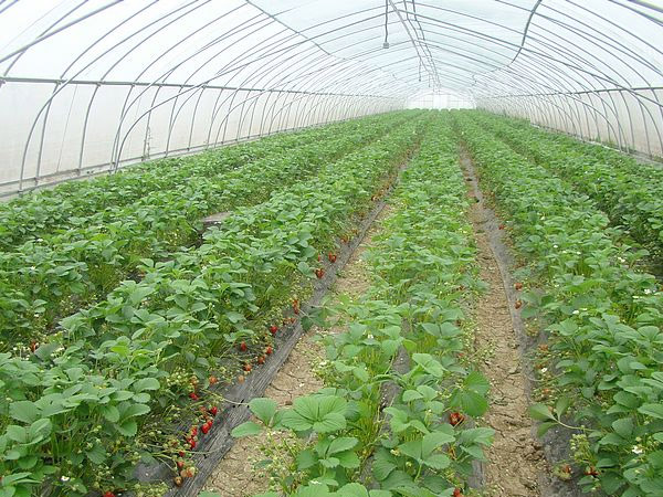 艳九天草莓苗生态化种植，采用高新技术落实育苗实践！