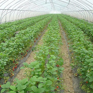 艳九天草莓苗生态化种植，采用高新技术落实育苗实践！