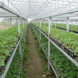 自从选择了艳九天草莓苗后，帮助我们草莓种植户彻底解决了种植难题。