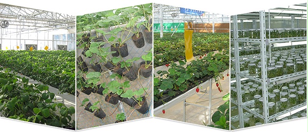 种植基地