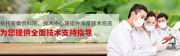艳九天草莓苗
