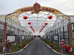 脱毒草莓苗的优势有哪些