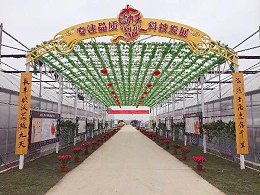 艳九天脱毒草莓苗历年荣誉汇总