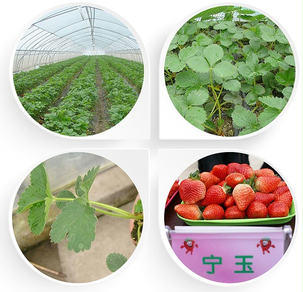 宁玉草莓苗 宁玉草莓苗