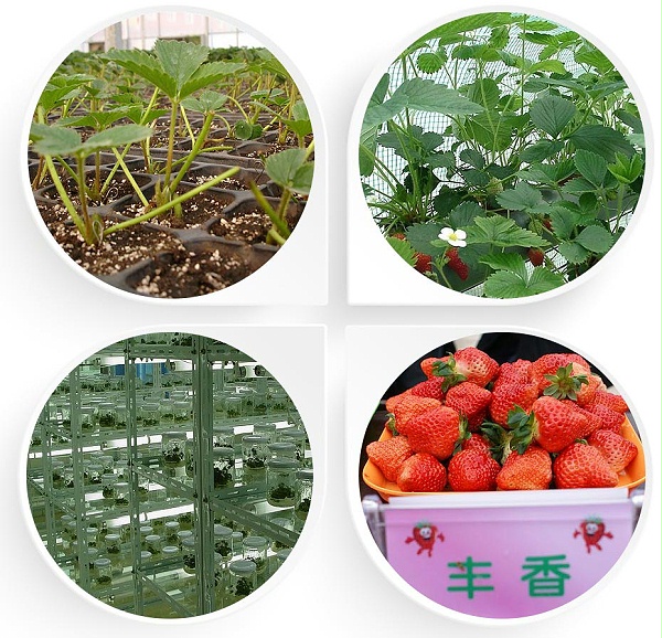  丰香草莓苗