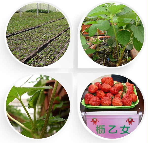 脱毒 脱毒