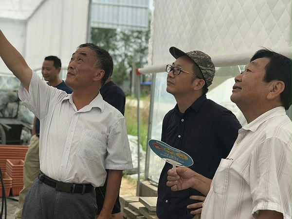 长丰草莓专家指导种植