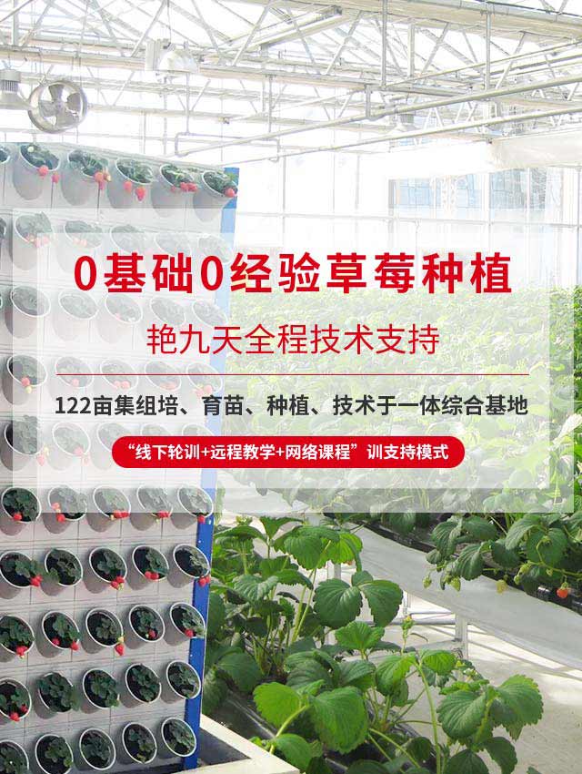 0基础0经验草莓种植、艳九天全程技术支持