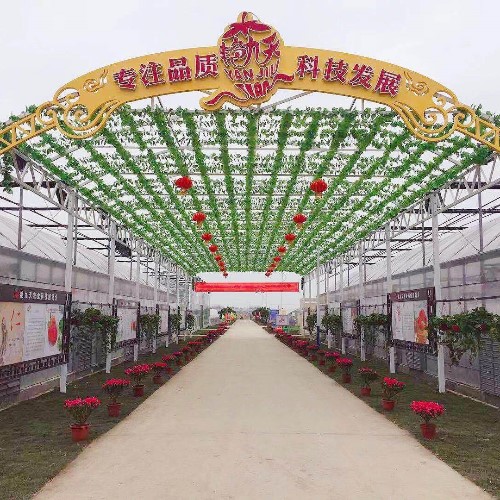 艳九天-参观学习，巩固草莓产业脱贫致富成效