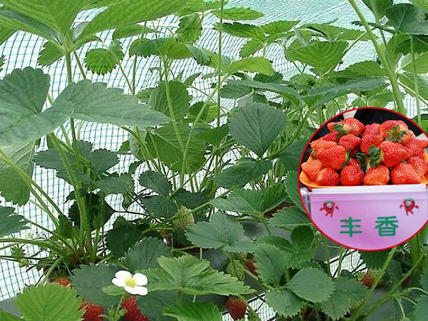 丰香脱毒草莓苗