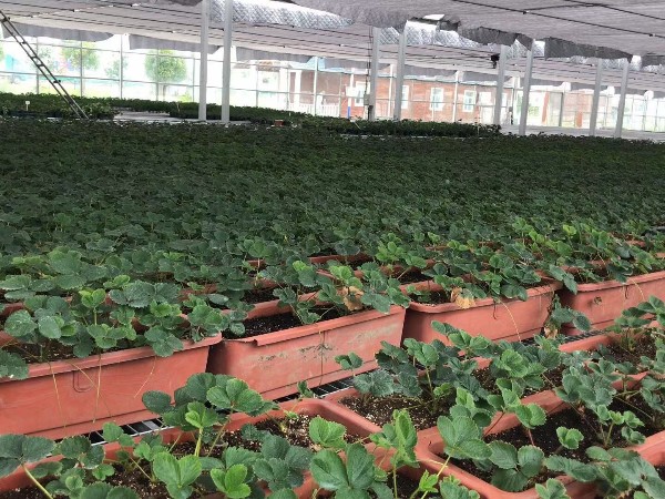 伏天高温潮湿，草莓育苗如何避开“中暑”危害安然度过？