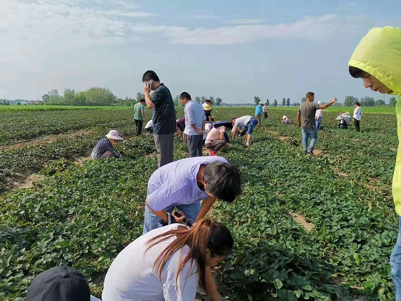 裸根苗陆地苗考察