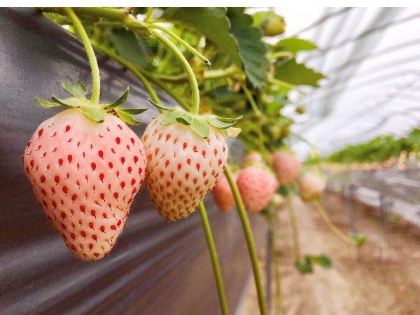 你真的了解脱毒草莓苗么？