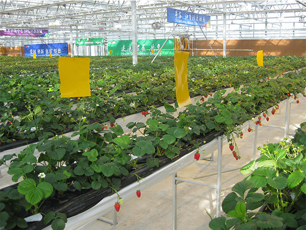 艳九天分享草莓苗培育具体措施！