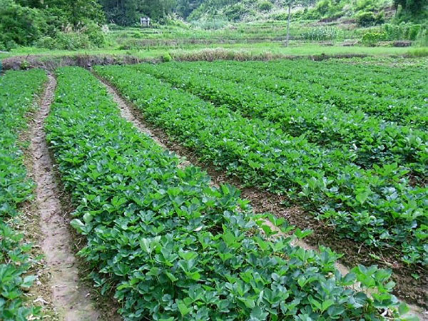 草莓花果期培养需要注意的事项？