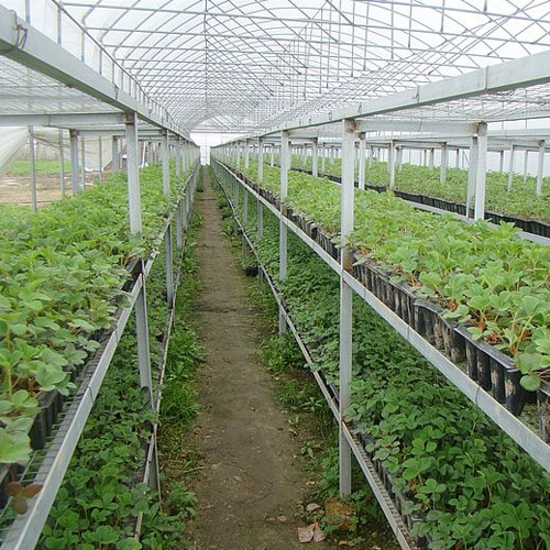 0基础0经验草莓种植、艳九天全程技术支持！
