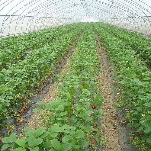 艳九天草莓苗生态化种植，采用高新技术落实育苗实践！