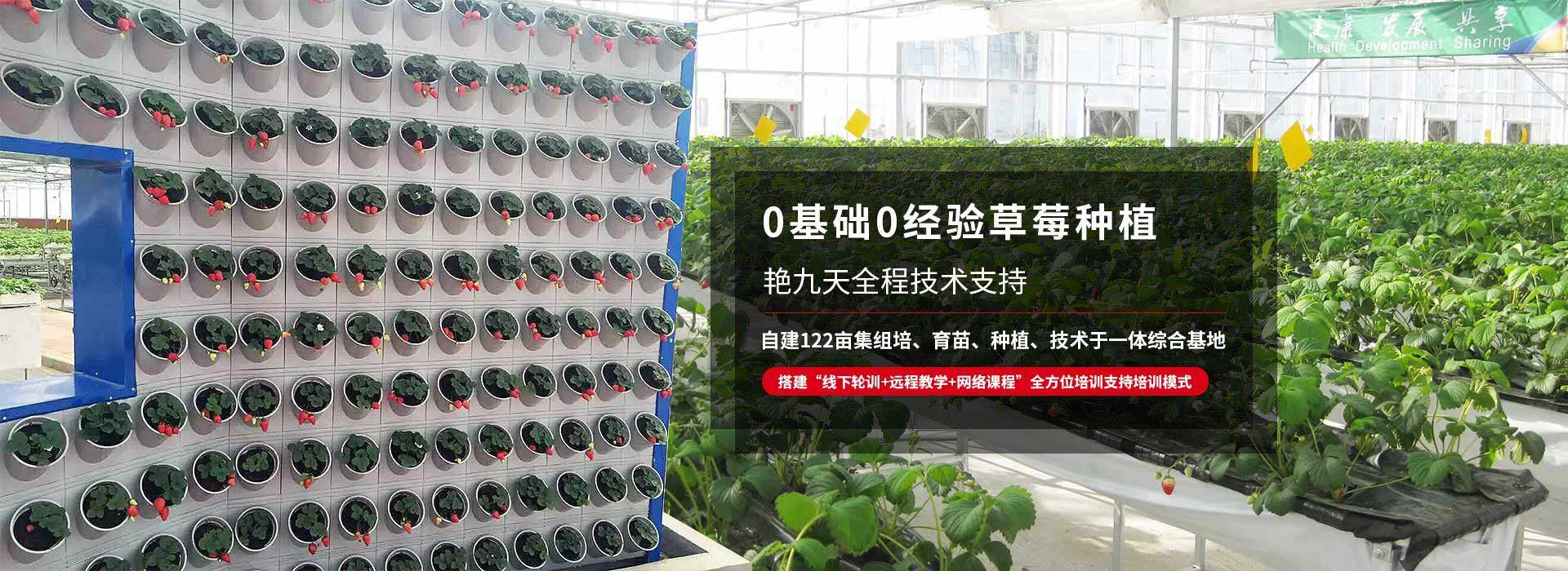 0基础0经验草莓种植、艳九天全程技术支持