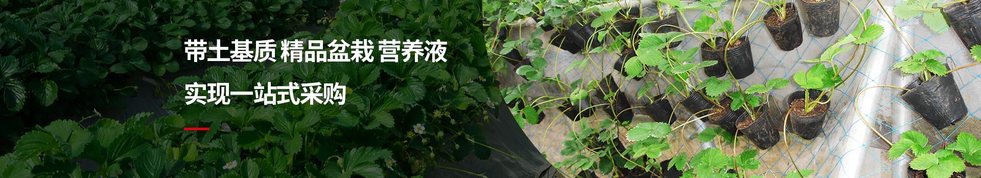 艳九天实现一站式采购