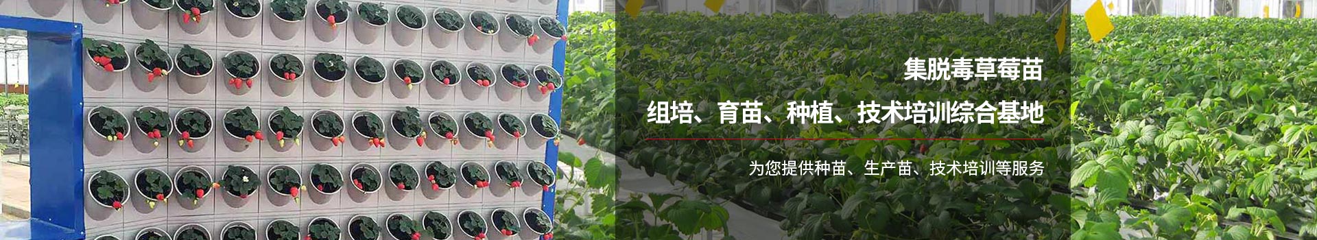 艳九天为您提供种苗、生产苗、技术培训等服务
