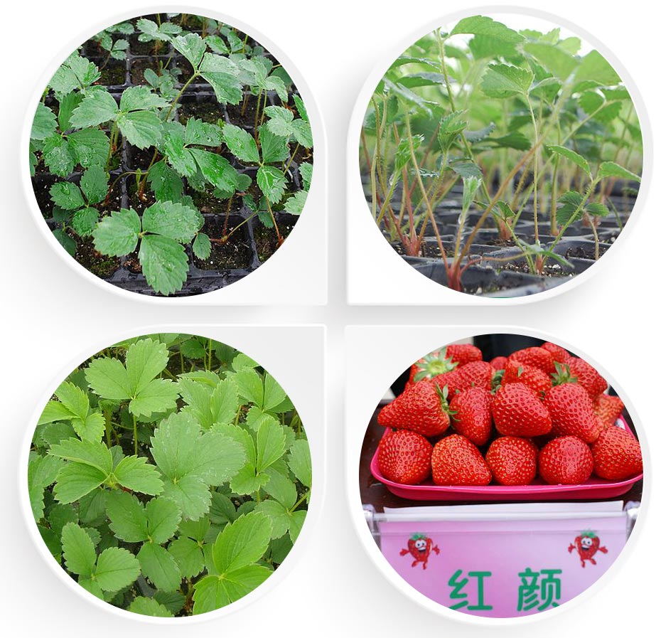 艳九天草莓苗