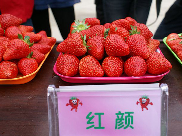 红颜脱毒草莓苗
