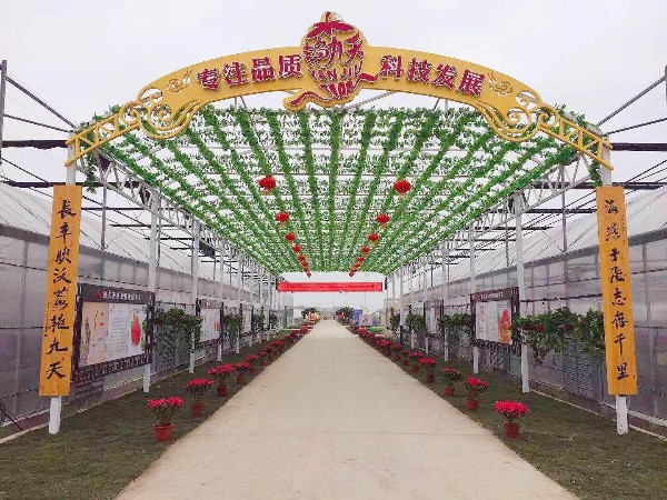 艳九天脱毒草莓苗历年荣誉汇总