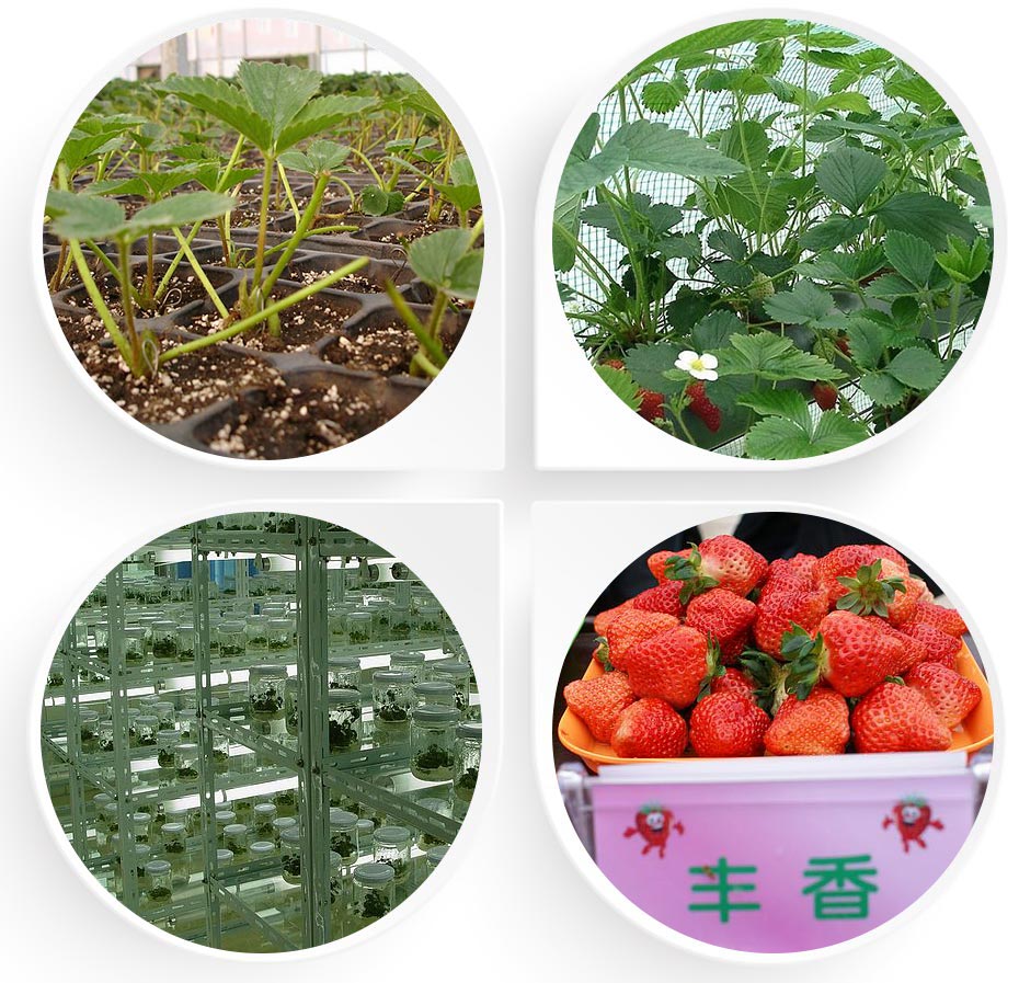  丰香草莓苗