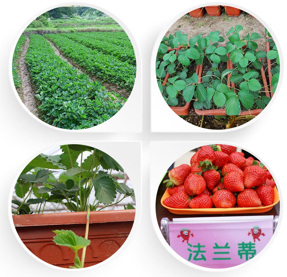 法兰蒂草莓苗