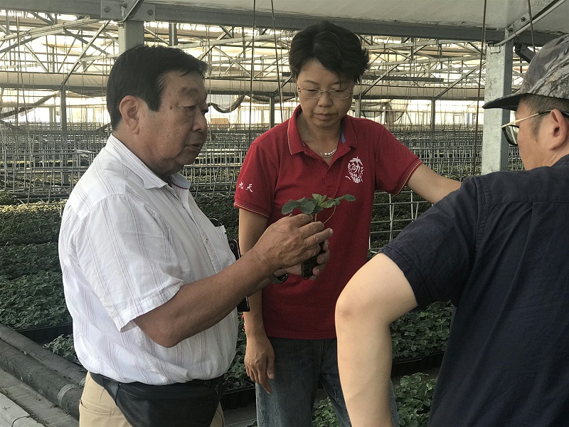 草莓种植技术指导
