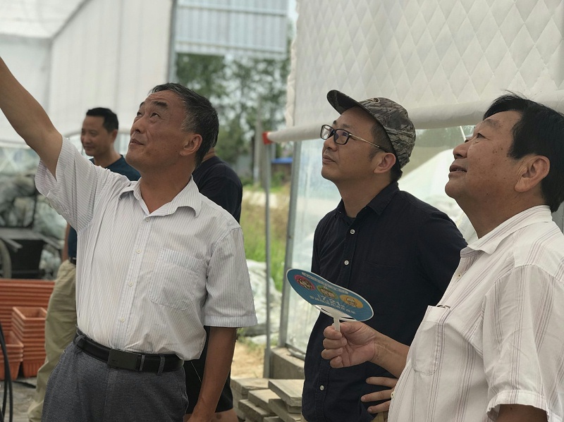 长丰草莓专家指导种植