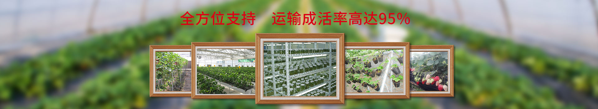 艳九天全方位支持，运输成活率达95%